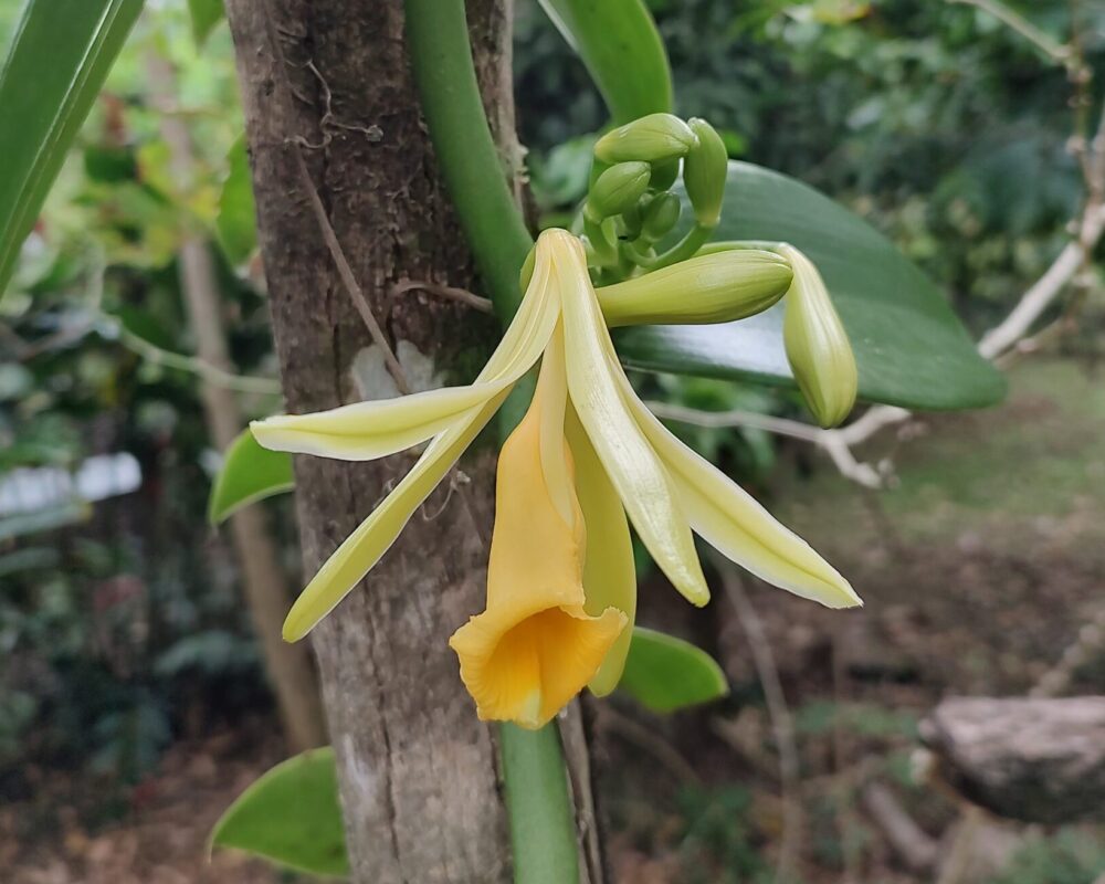 Vanillia flower