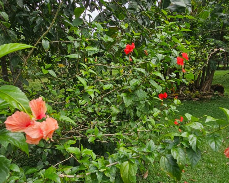 Peach Hibiscus