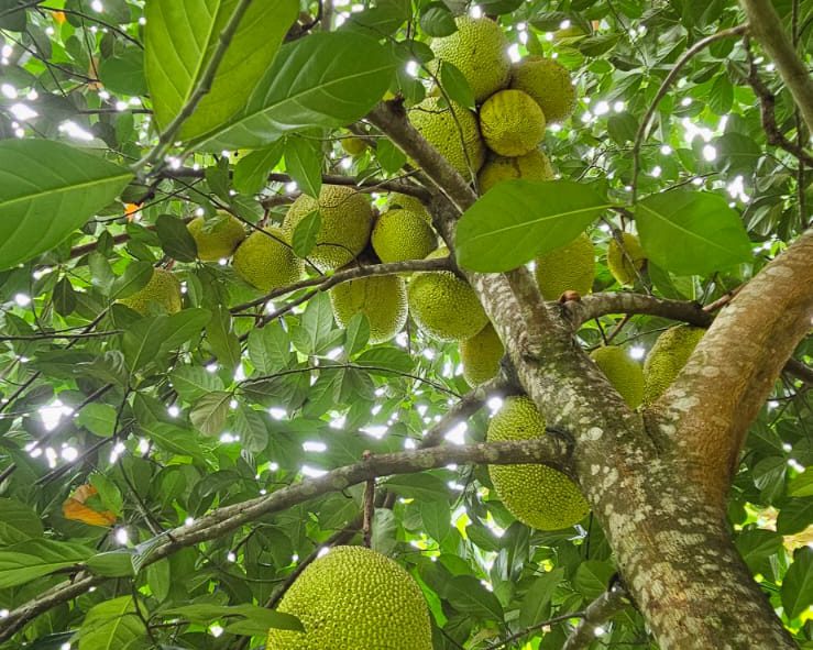 Jackfruits, getting larger as well!